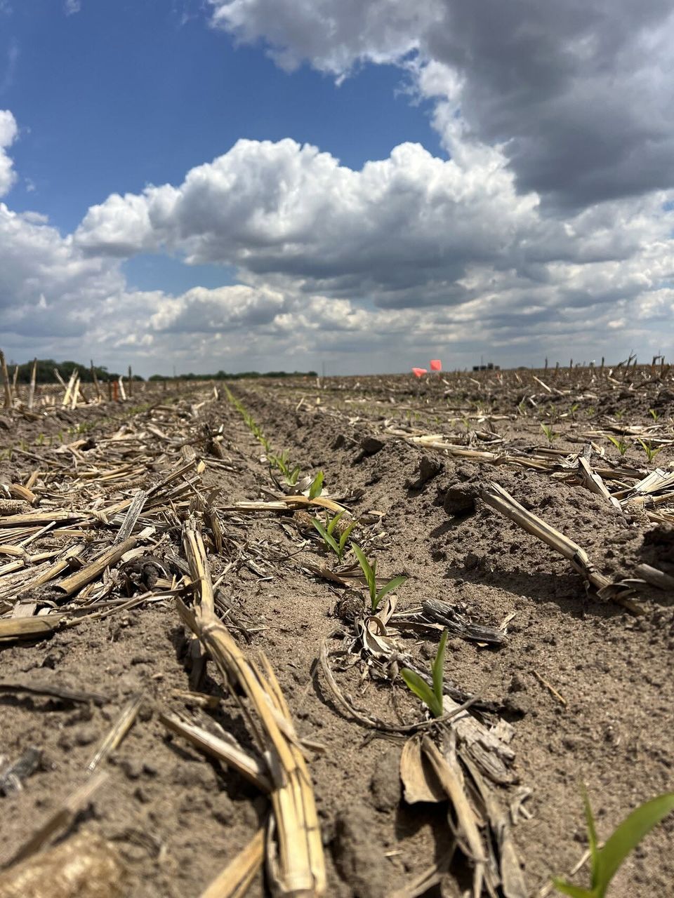Young corn plants emerging in a FIRST trial field